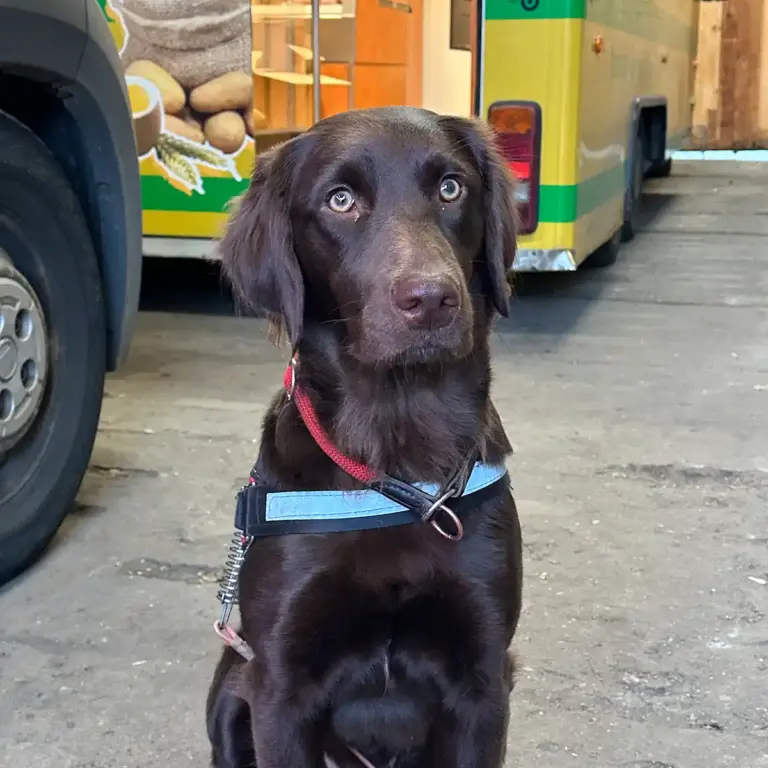 sitzende braune Labrador Hünding Lotte mit Halsband